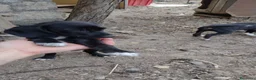 Setter Inglese cani in regalo: Teo e Sofì 2 setter inglesi di 3 mesi (Catania) - Annuncio 6
