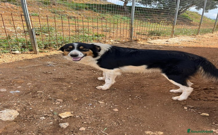 Meticcio cani a Provincia di Bergamo - Annuncio 11
