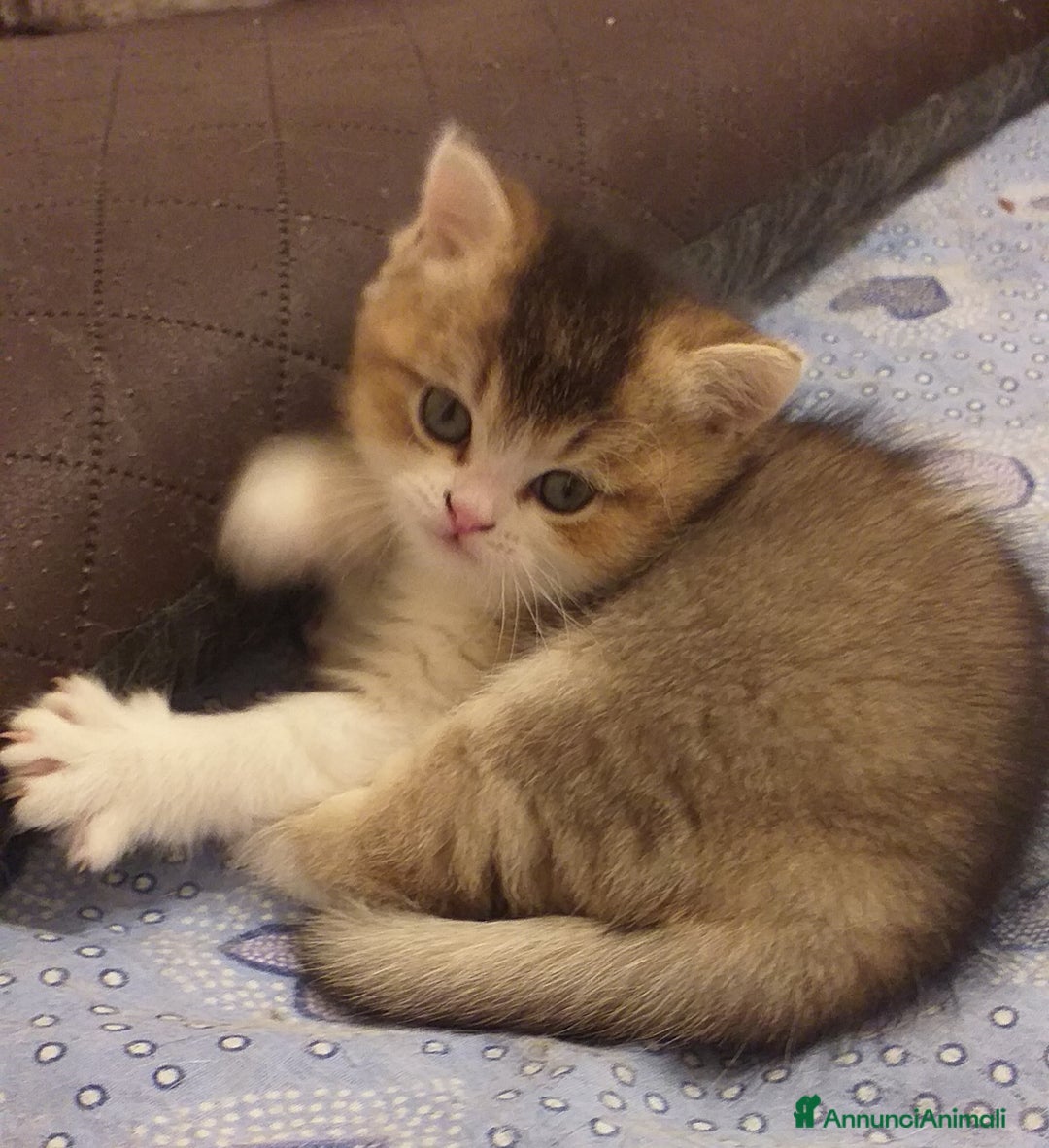 British gatti in vendita: Cuccioli British/Scottish  - Annuncio 12