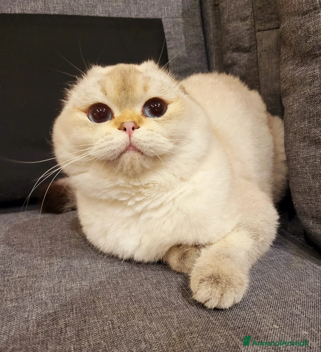 Immagine della galleria {{count}}