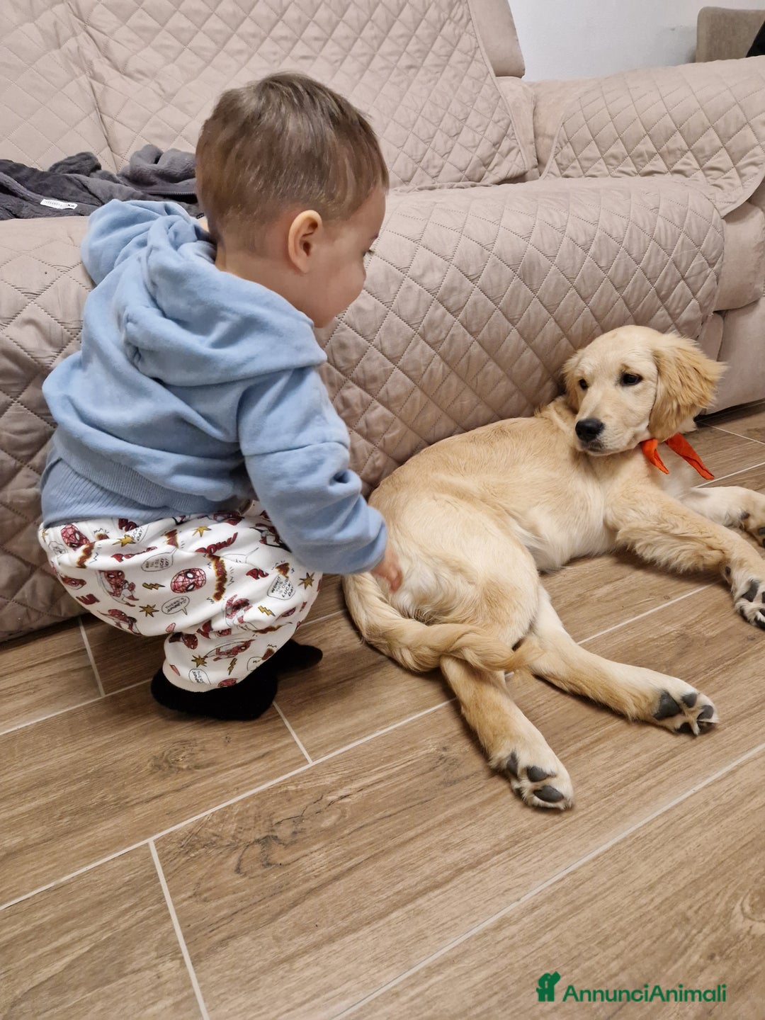 Golden Retriever cani in vendita: Nuova famiglia per Zoe - Annuncio 6