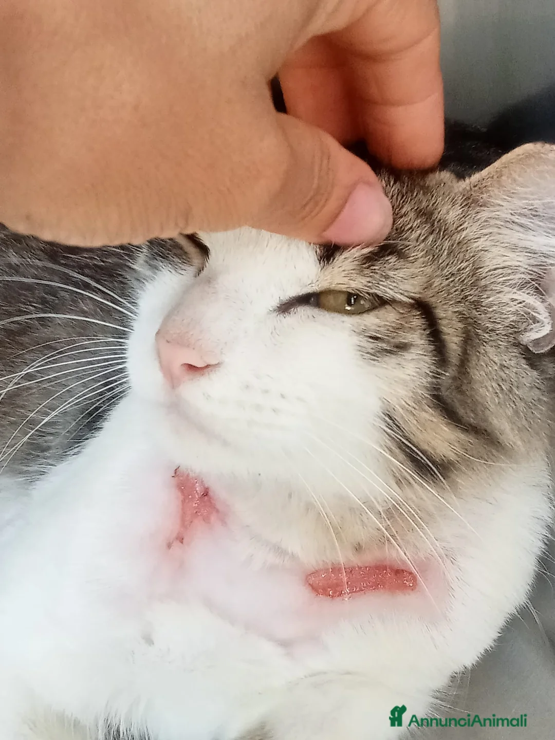 Europeo gatti in regalo: HOUDINI,un delizioso gattino - Annuncio 3