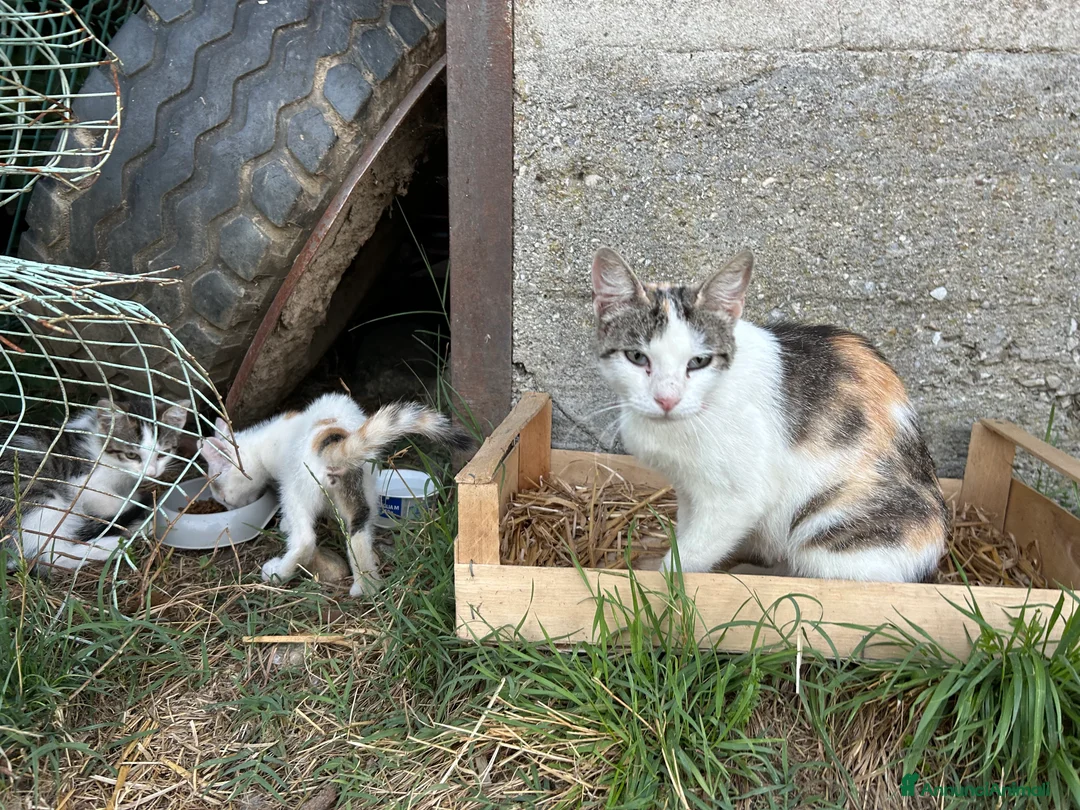 Meticcio gatti in regalo: Regalo micette di 3 mesi a Provincia di Cuneo - Annuncio 2