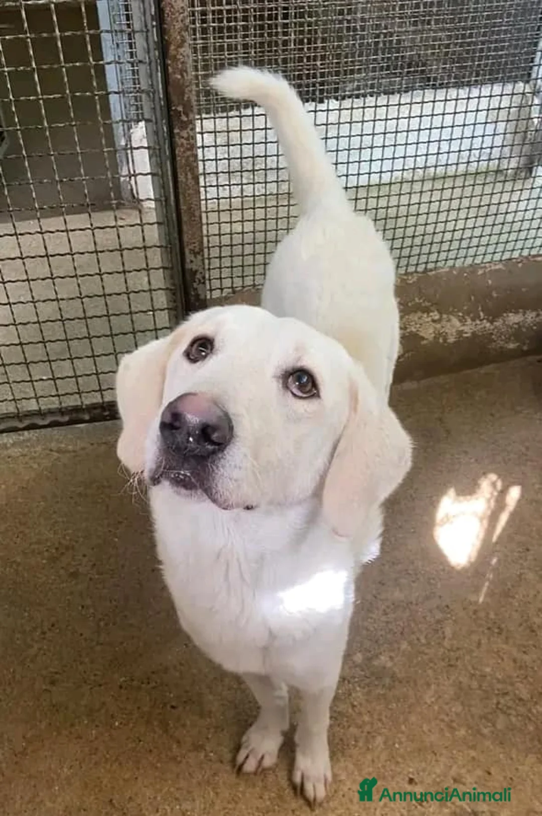 Meticcio cani in regalo: LERRY determinato! - Annuncio 2