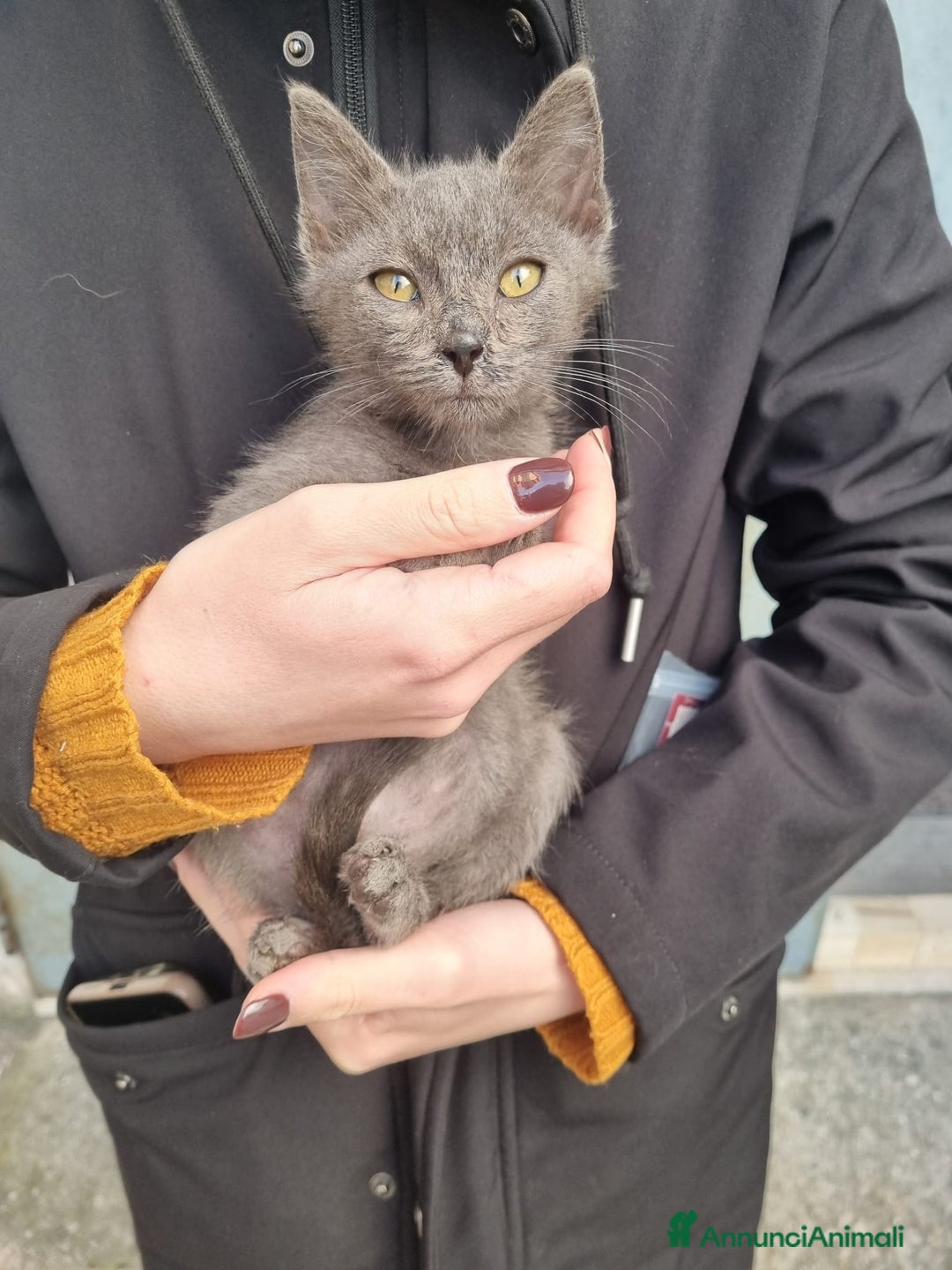 Meticcio gatti in regalo: GATTINI AMOREVOLI - Annuncio 6