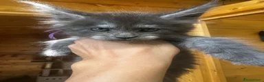 Maine Coon 2