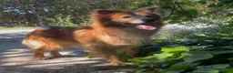 Meticcio cani in regalo: RICKY 💙è arrivato il momento di vivere davvero 😍 a Provincia di Como - Annuncio 6