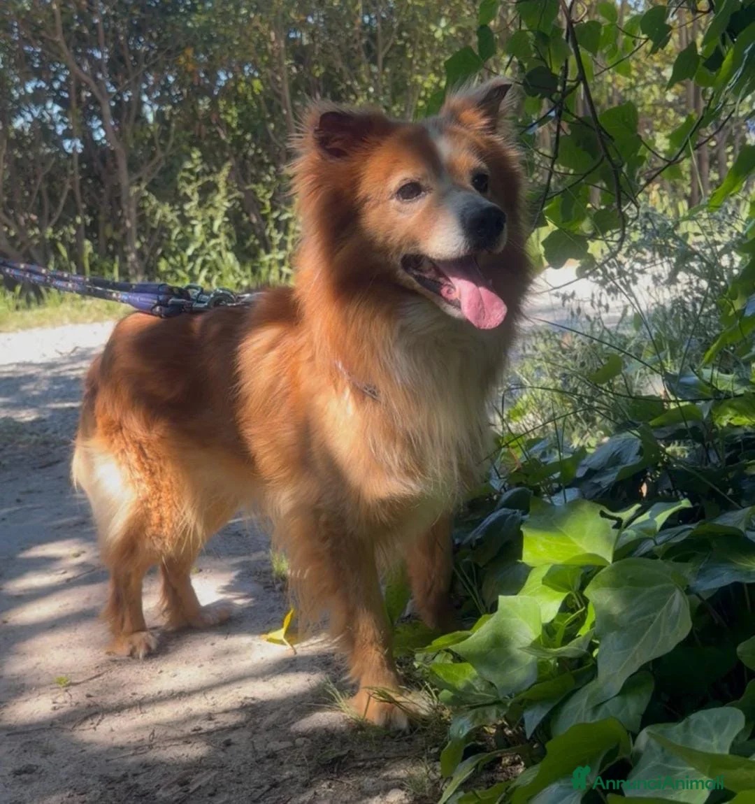 Meticcio cani in regalo: RICKY 💙è arrivato il momento di vivere davvero 😍 a Provincia di Como - Annuncio 6
