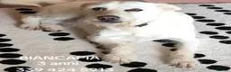 Meticcio cani in regalo: Femmina 3anni 8/9 in canile da mesi NAPOLI - Annuncio 2