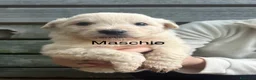 Meticcio cani in vendita: Cuccioli disponibili  a Provincia di Treviso - Annuncio 9