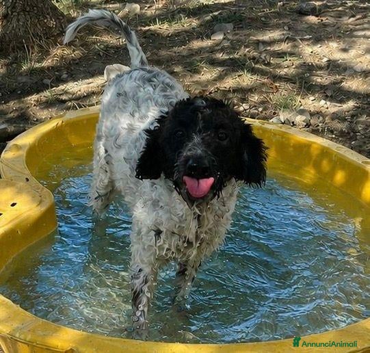 Meticcio cani OTELLO affettuoso e dolce - Annuncio 29