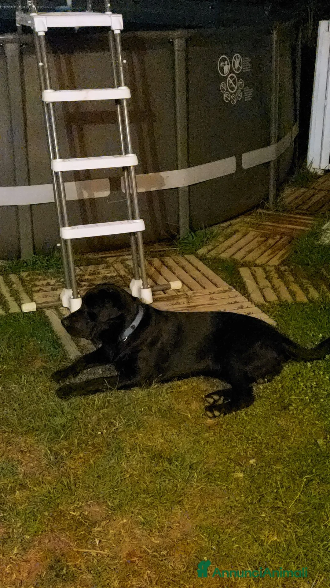 Labrador cani per accoppiamento: Labrador per monta a Città metropolitana di Roma Capitale - Annuncio 2