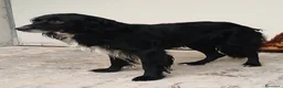 Meticcio cani in regalo: DOLCISSIMO FUNKY - Annuncio 2