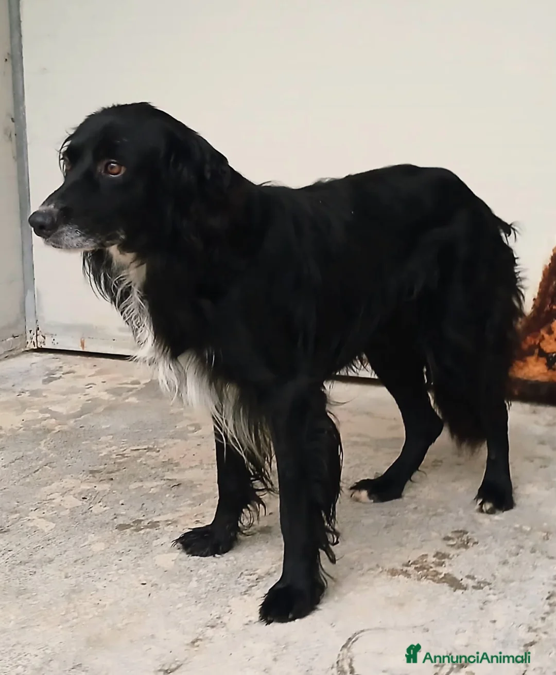 Meticcio cani in regalo: DOLCISSIMO FUNKY - Annuncio 2