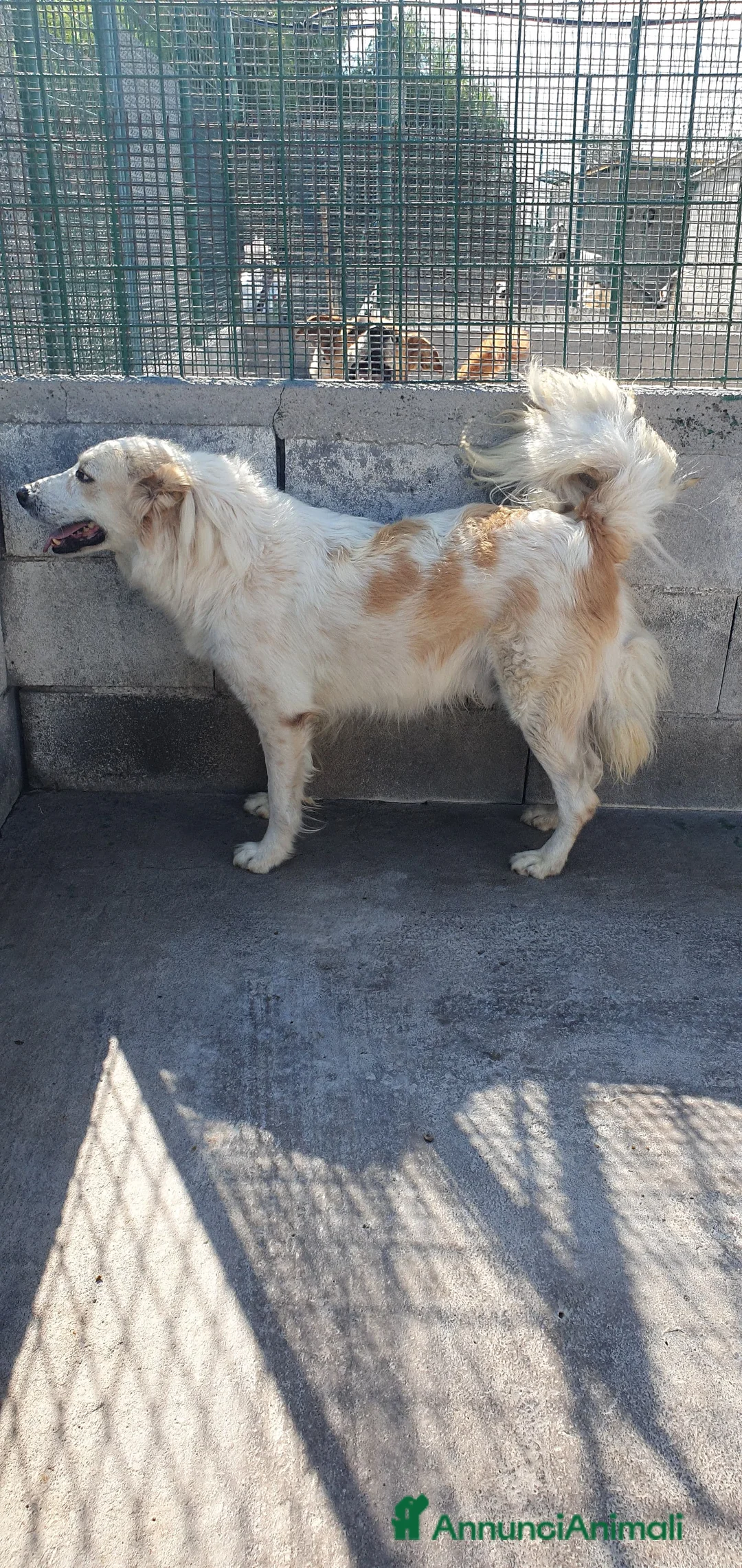 Meticcio cani in regalo: Igor Golden Retriever Meticcio in Canile - Annuncio 9