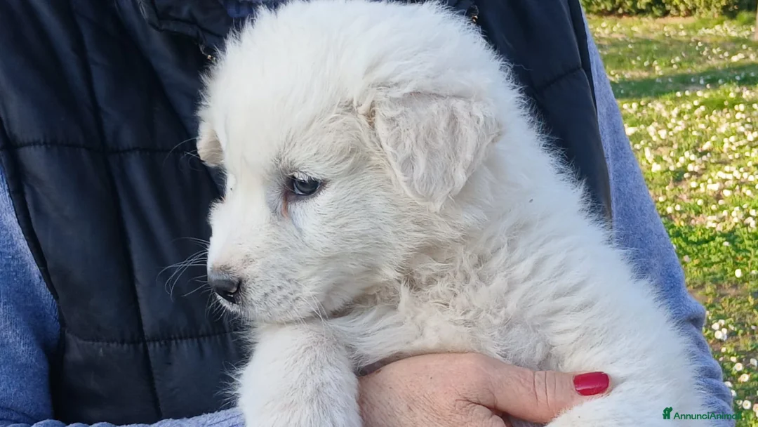 Pastore Maremmano cani in regalo: KOSNER HA BISOGNO DI UNA MAMMA E DI UN PAPA' - Annuncio 4