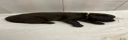 Meticcio cani in vendita: CUCCIOLI CERCANO FAMIGLIA - Annuncio 21
