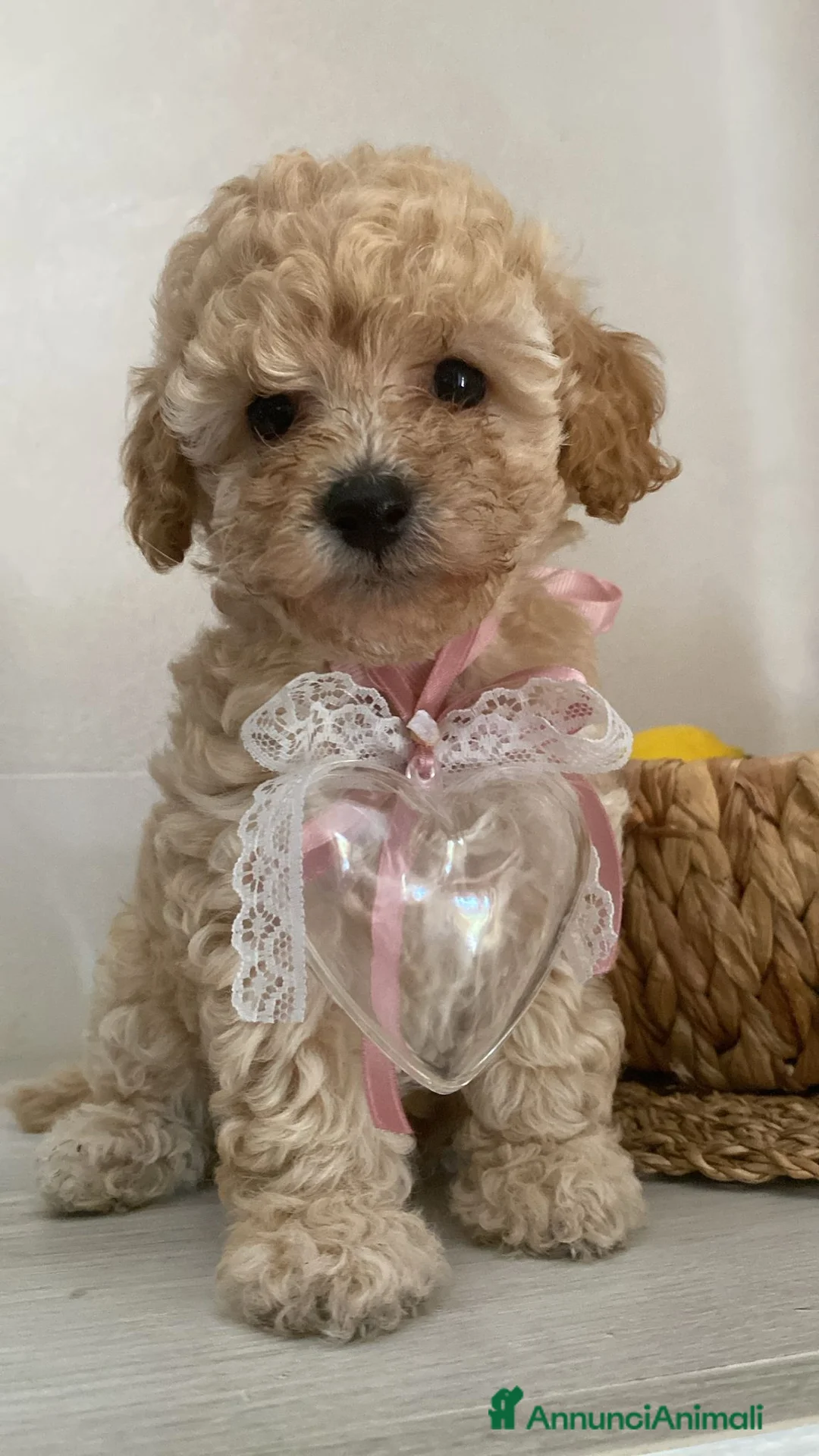 Barboncino cani in vendita: Barboncini Toy/nani - Annuncio 2