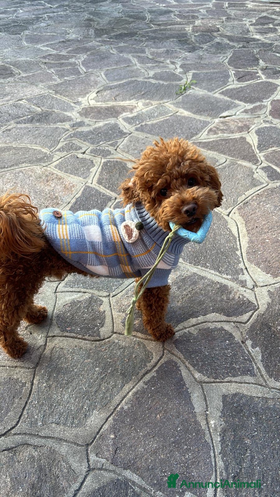 Barboncino Toy cani per accoppiamento: Barboncino toy red disponibile per accoppiamento  a Provincia di Rimini - Annuncio 7