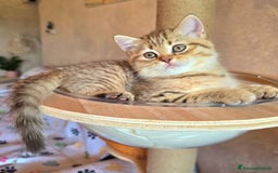 Scottish gatti in vendita: Cuccioli scottish fold e straight  a Provincia di Vicenza - Immagine 30