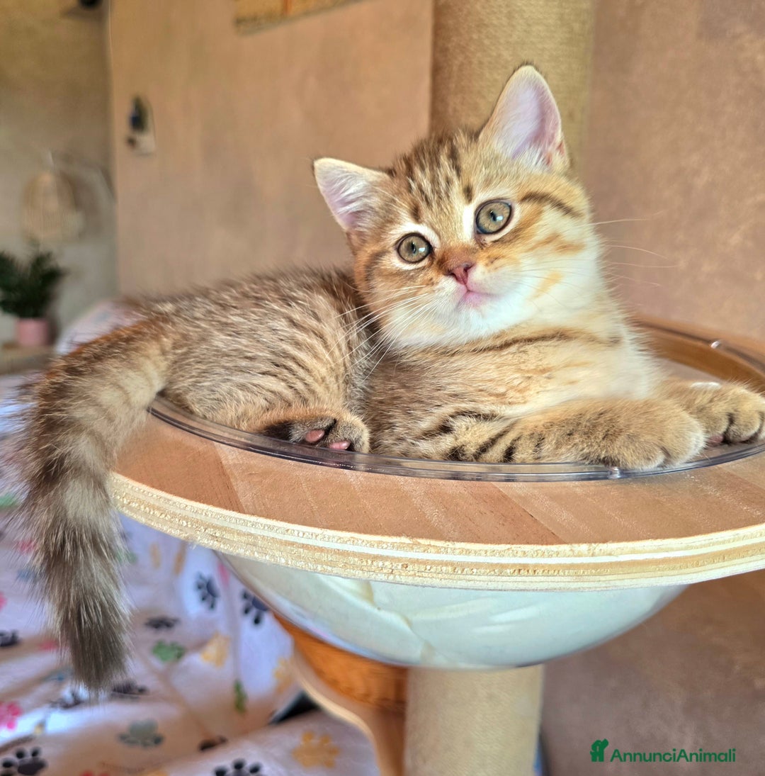 Scottish gatti in vendita: Cuccioli scottish fold e straight  a Provincia di Vicenza - Immagine 30