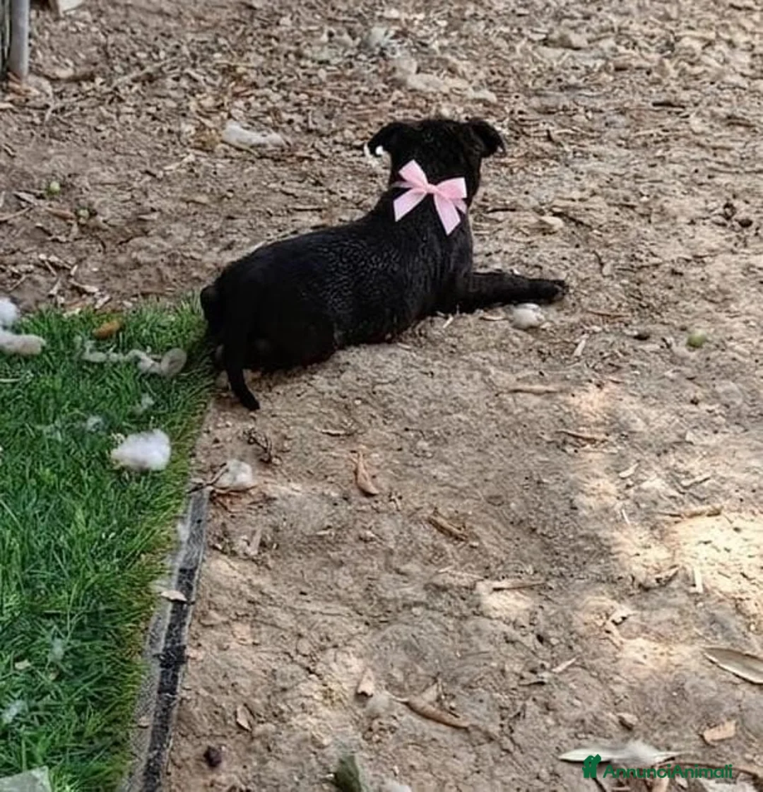 Staffordshire cani in vendita: Cuccioli Staffordshire bull terrier  - Annuncio 2