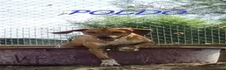 Meticcio cani in regalo: POLDO esuberante ed affettuoso a Città Metropolitana di Torino - Annuncio 1
