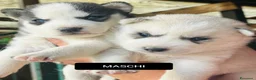 Husky cani in vendita: Cuccioli di siberian husky  a Provincia di Treviso - Annuncio 4