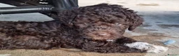 Lagotto cani in vendita: Lagotto - Annuncio 5