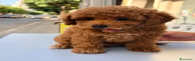 Barboncino Toy 1