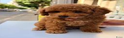 Barboncino Toy cani in vendita: Cucciolo di barboncino Toy - Annuncio 2