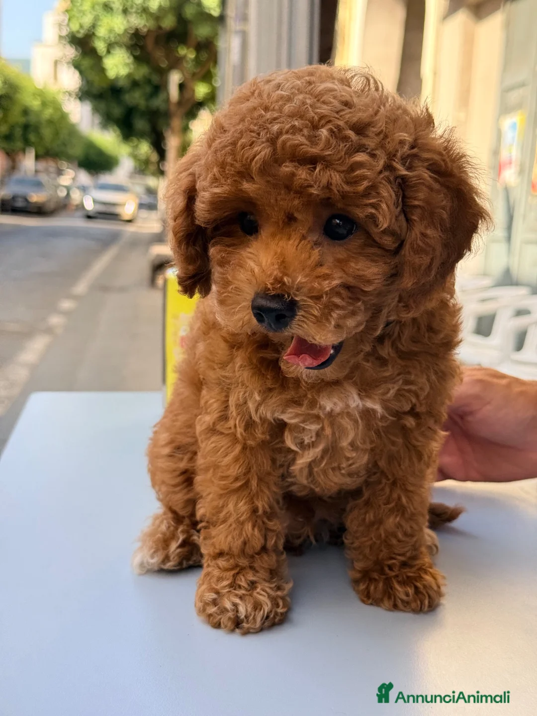 Barboncino Toy cani in vendita: Cucciolo di barboncino Toy - Annuncio 2