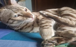 Bengala gatti per accoppiamento: Bengala maschio cerca gatta a Provincia di Lodi - Immagine 4