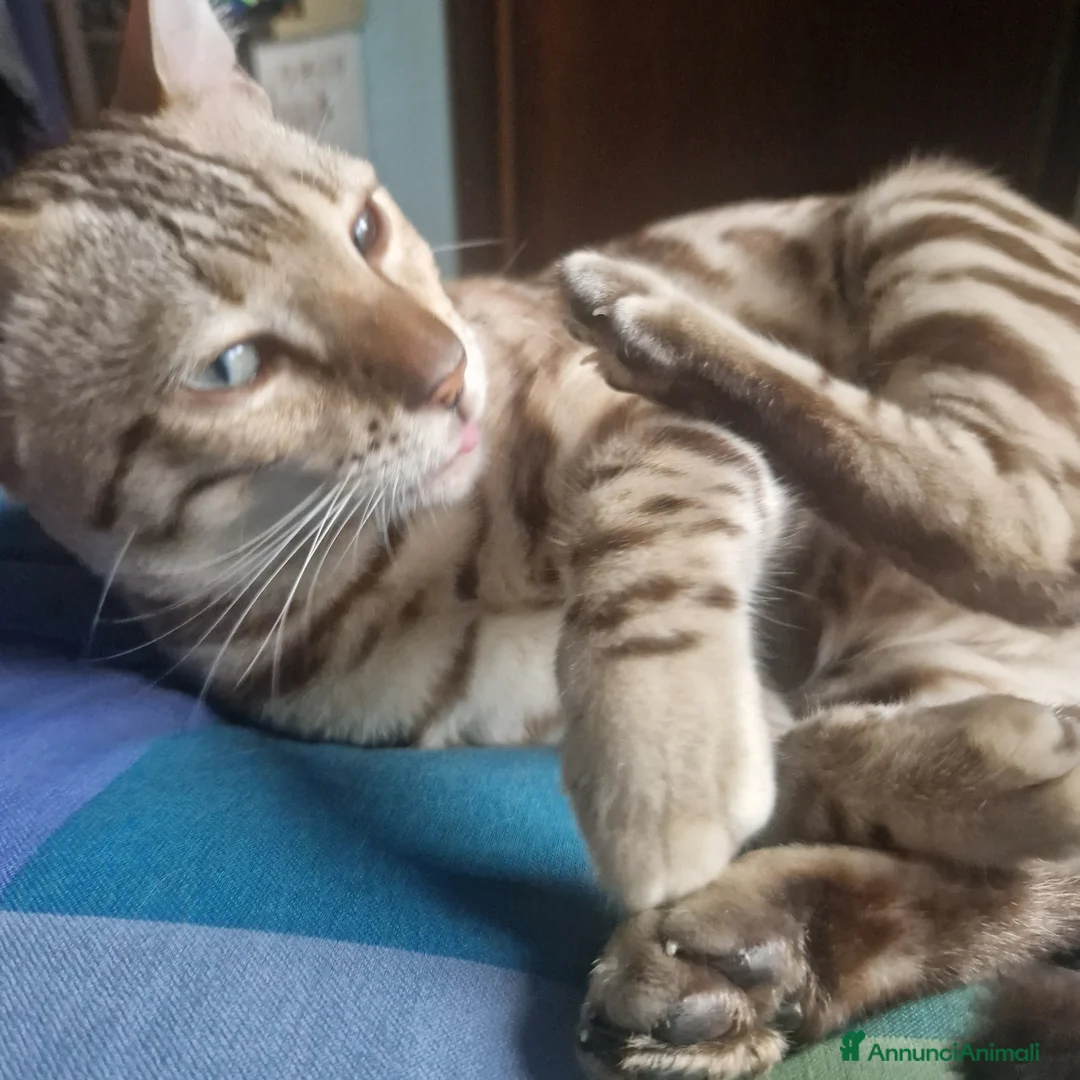 Bengala gatti per accoppiamento: Bengala maschio cerca gatta a Provincia di Lodi - Annuncio 4
