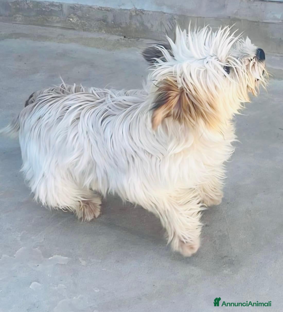 Maltese cani Perla, Splendida Maltese - Annuncio 1