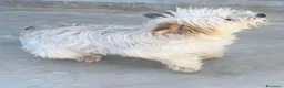 Maltese cani in regalo: Perla, Splendida Maltese a Città metropolitana di Roma Capitale - Annuncio 1
