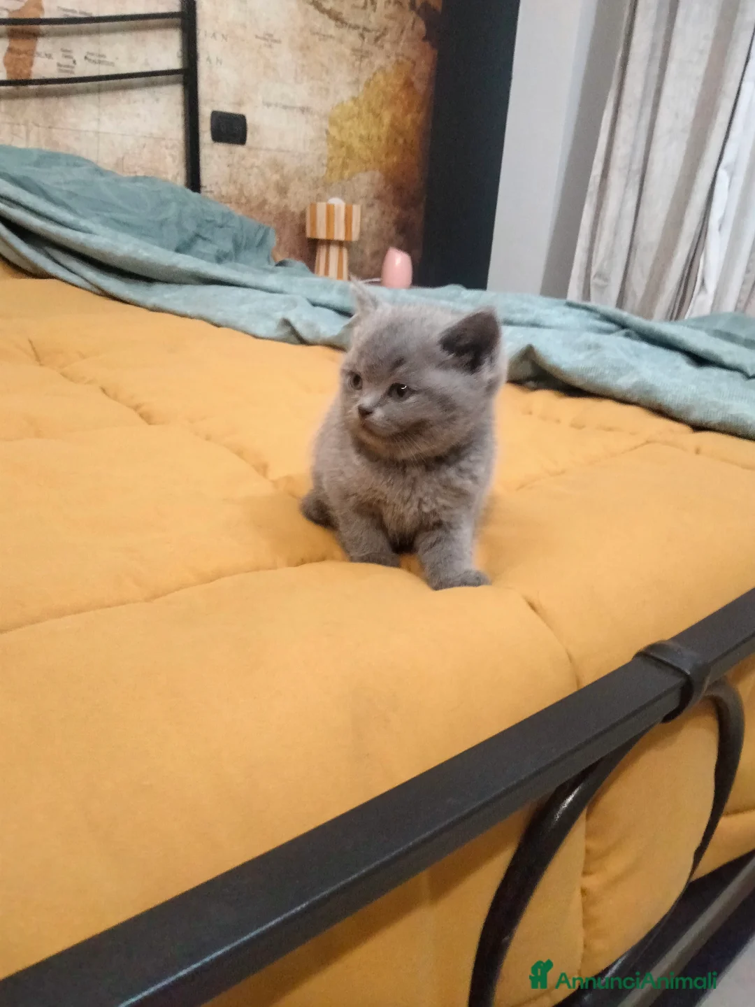 British gatti in vendita: Cucciolo british  - Annuncio 2