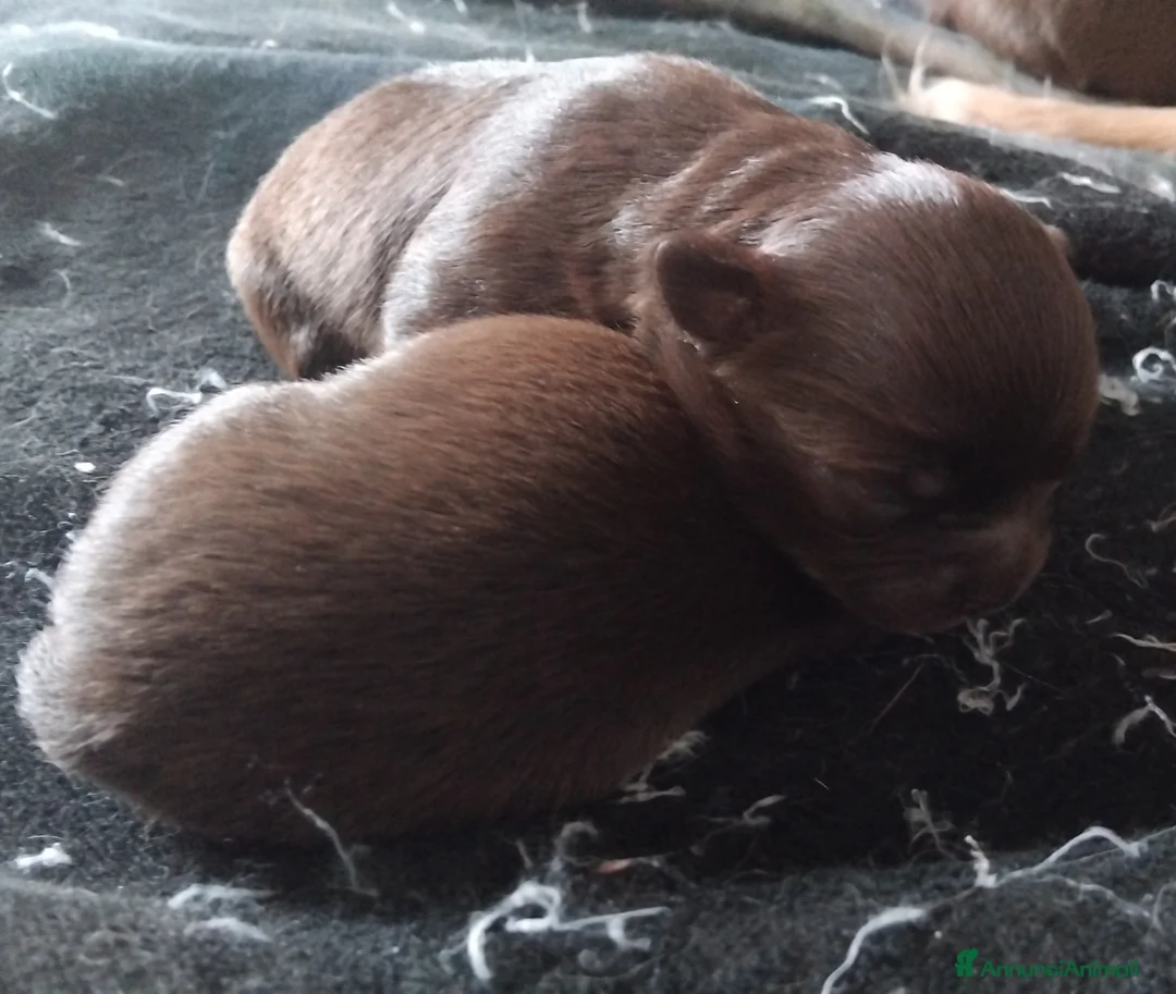 Chihuahua cani in vendita: Cioccolatini  - Annuncio 5