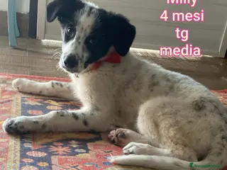 Meticcio cani CUCCIOLI, URGENTE: TEMPO SCADUTO!!! - Annuncio 3