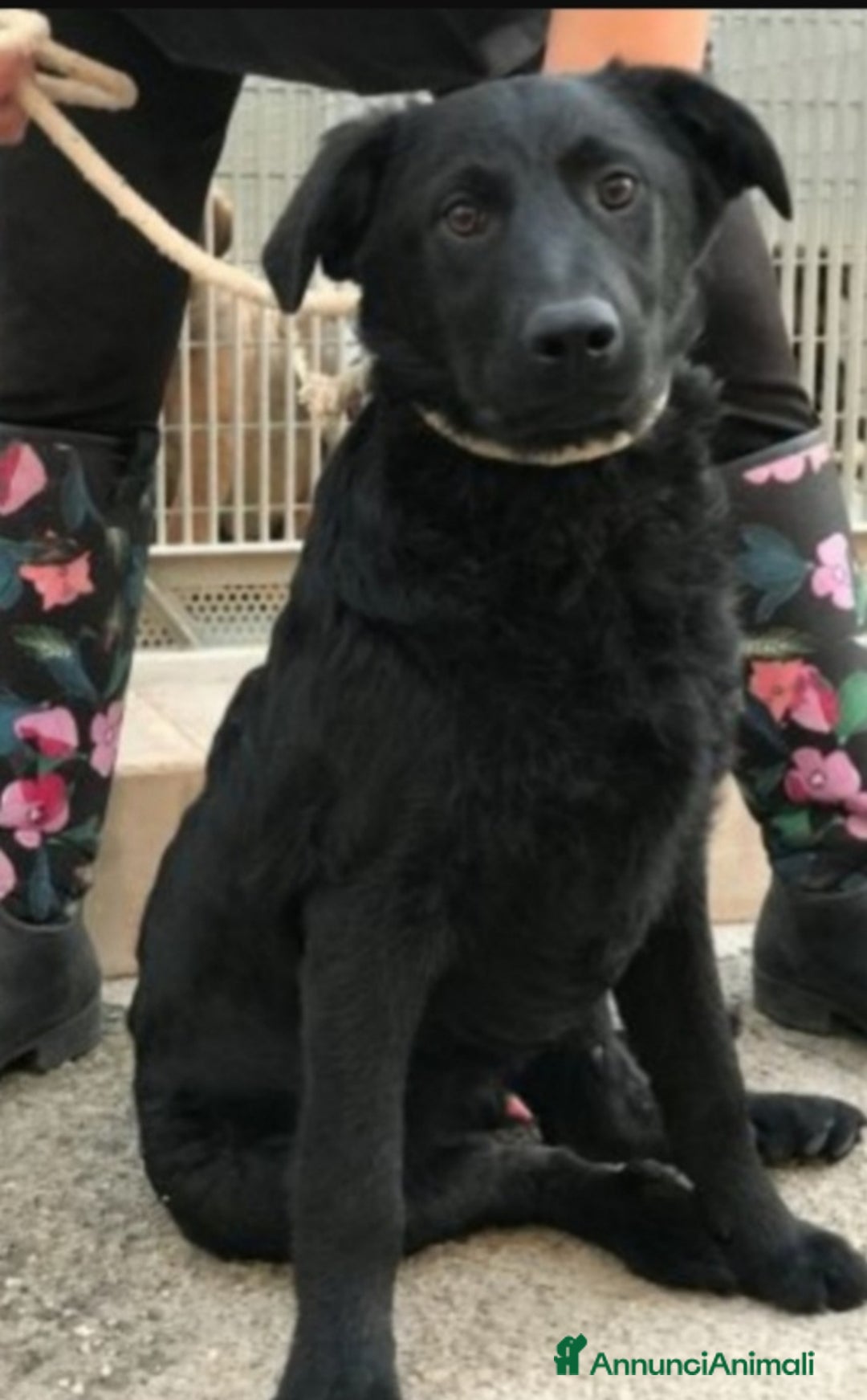 Meticcio cani in regalo: Benny nero 5/6anni entrato cucciolo in box.PUGLIA a Città metropolitana di Milano - Annuncio 1