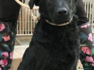 Meticcio cani Benny nero 5/6anni entrato cucciolo in box.PUGLIA a Città metropolitana di Milano - Annuncio 17