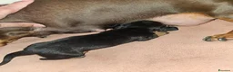 Bassotto Nano cani in vendita: Bassotto nero focato a Città metropolitana di Milano - Annuncio 6