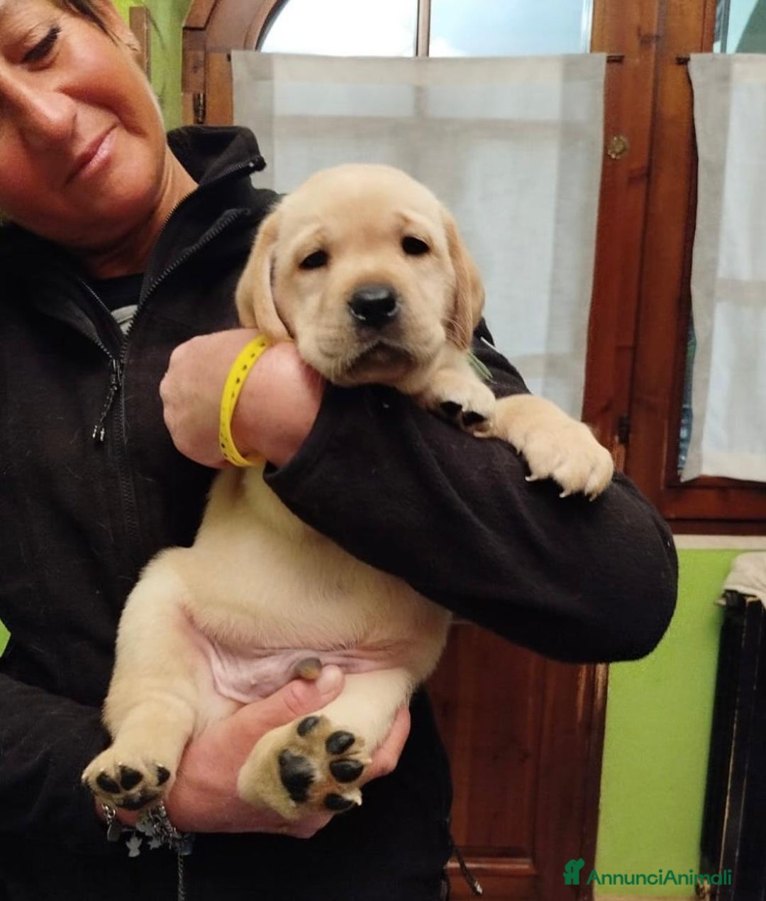 Labrador cani in vendita: Cuccioli di labrador  - Annuncio 2