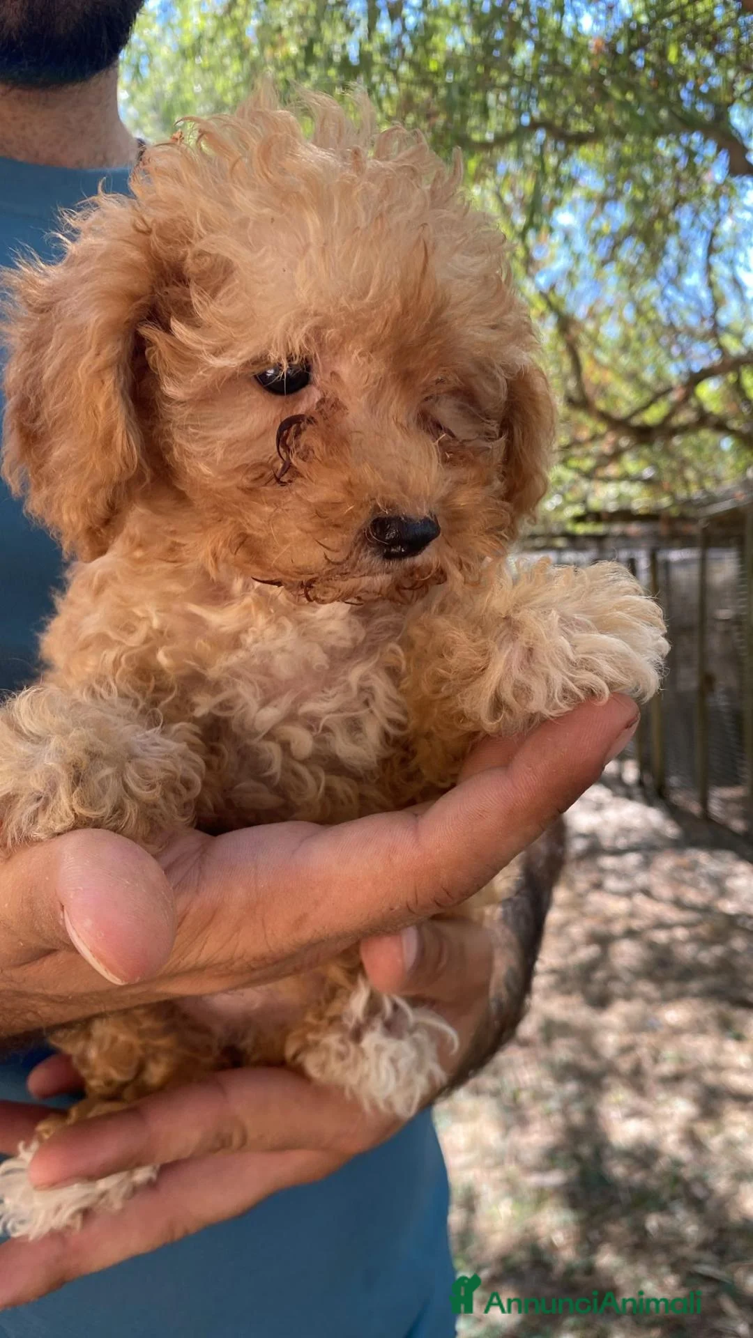 Maltipoo cani in vendita: CUCCIOLI DI MALTIPOO (incrocio barboncino/maltese) - Annuncio 2