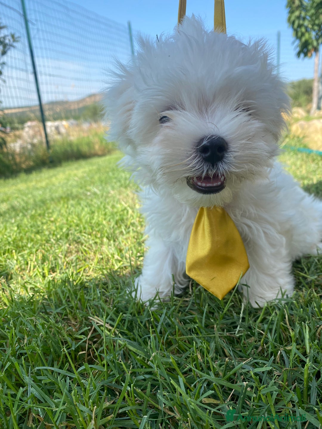 Maltese cani in vendita: Maltese toy a Città metropolitana di Roma Capitale - Immagine 4