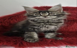 Maine Coon gatti in vendita: Cuccioli maine coon - Immagine 2