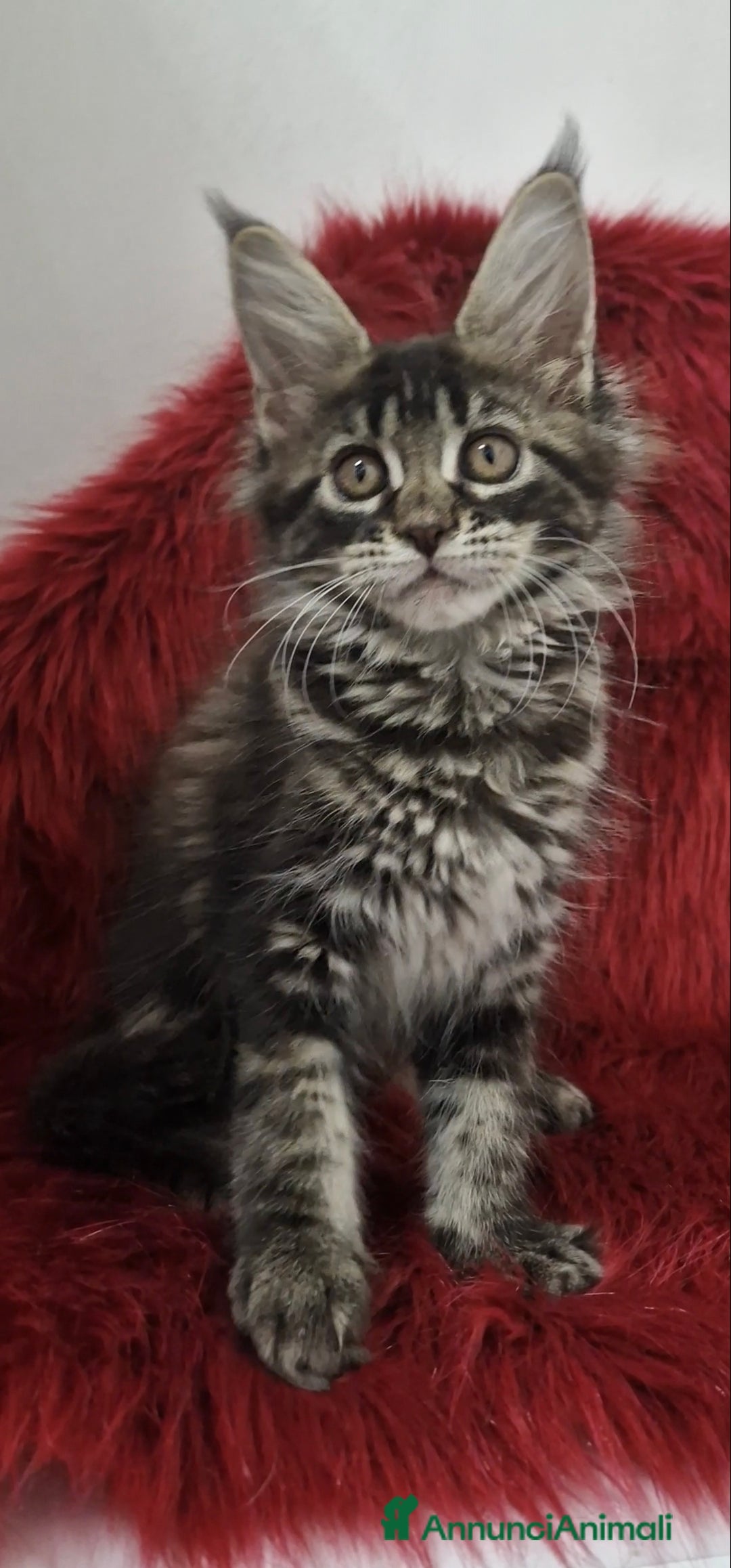 Maine Coon gatti in vendita: Cuccioli maine coon - Immagine 2