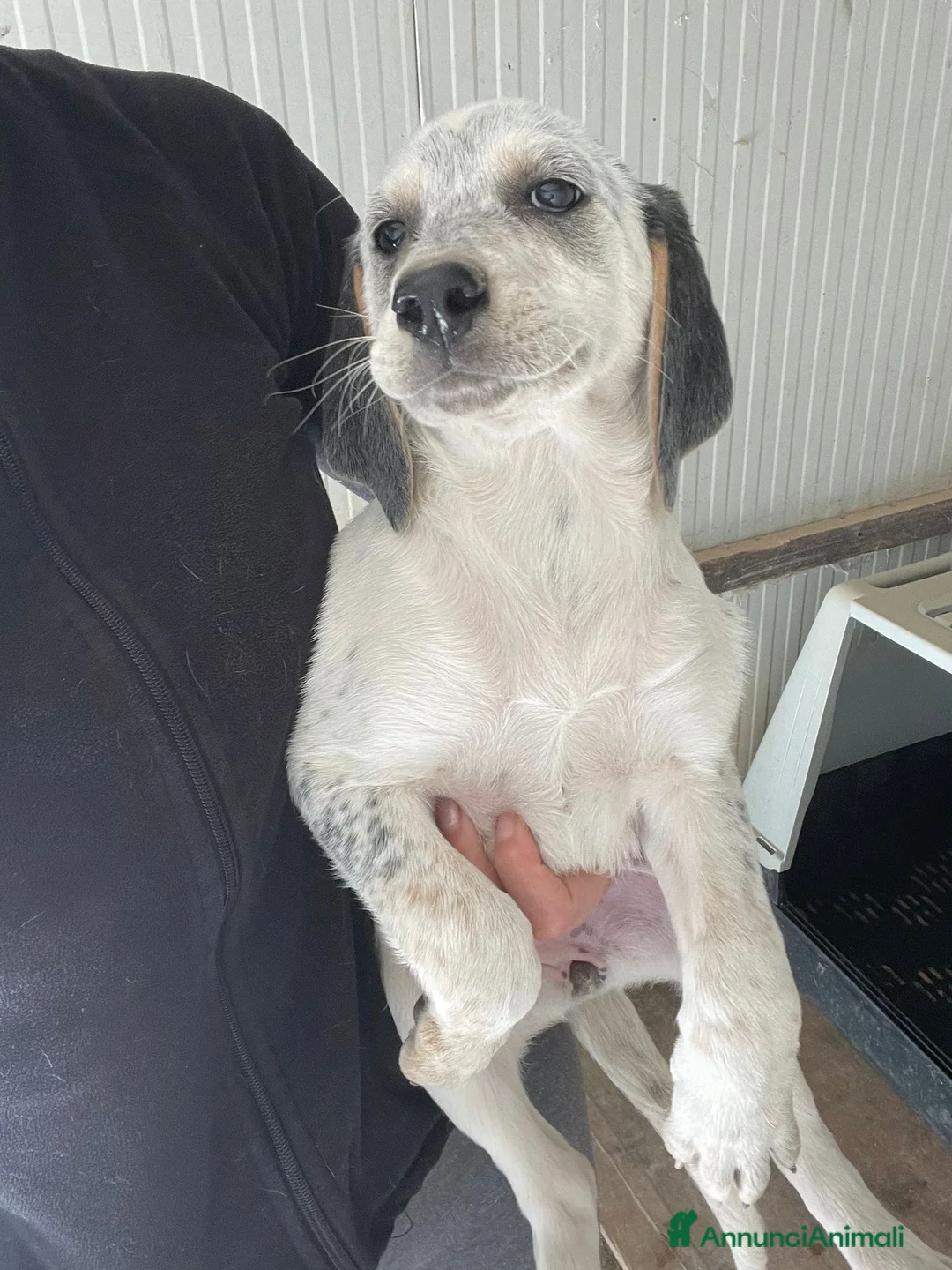 Meticcio cani in regalo: SOS SOS SIRIETTA a Provincia di Forlì-Cesena - Annuncio 1