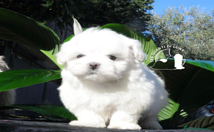 Maltese cani a Città metropolitana di Roma Capitale - Annuncio 2