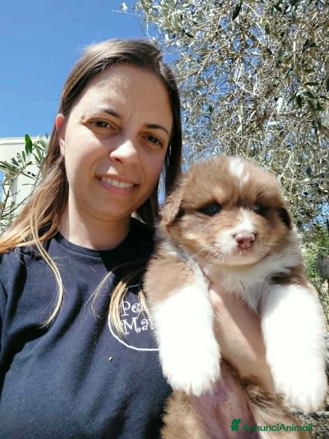 Australian Shepherd cani in vendita: PASTORE AUSTRALIANO NBT - Annuncio 2